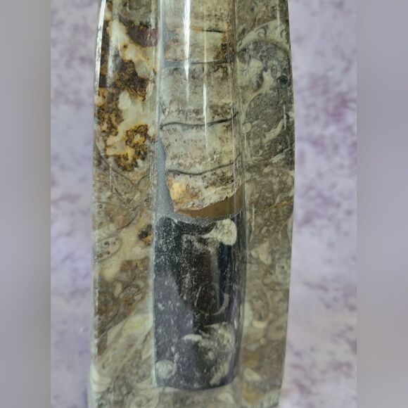 Orthoceras Fossils Self Standing - Picture 3 of 16